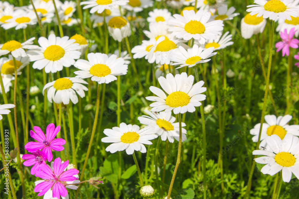 Yellow and white Daisy flower petals closeup in a daisy green field .