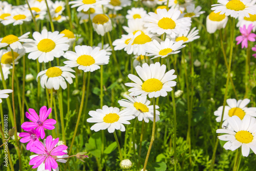 Yellow and white Daisy flower petals closeup in a daisy green field .