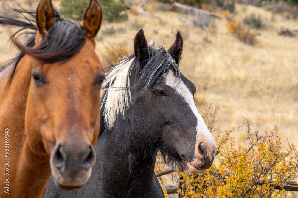 Fototapeta premium Photograph of a Beautiful Colorado High Country Horse