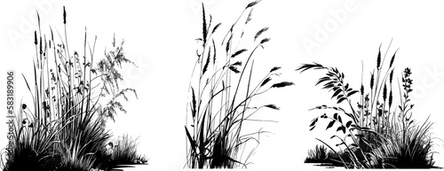Canvas Print Image of a silhouette reed or bulrush on a white background