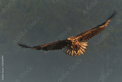 Eagle flying. White tailed eagles (Haliaeetus albicilla) flying at a field in the forest of Poland searching for food on a foggy autumn morning.