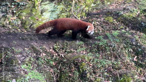 The cute Red Panda. Beautiful funny animal. Stock video clip. 4K photo