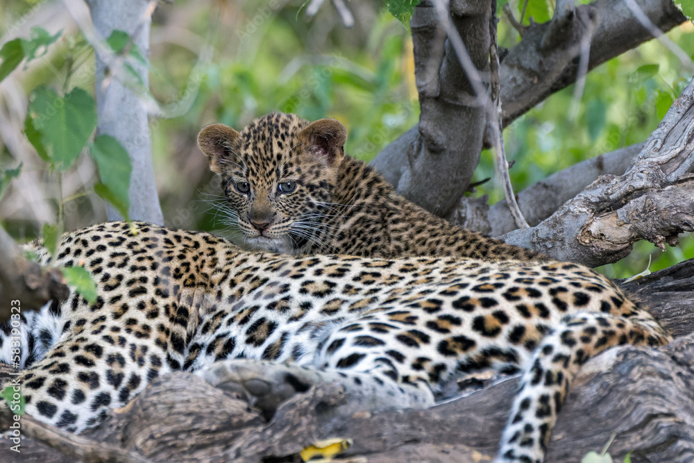 Cute Leopard cub. This leopard (Panthera pardus) cub is coming out of the den when his mother arrives - Mashatu Game Reserve in the Tuli Block in Botswana Cute Leopard cub. This leopard (Panthera pardus) cub is coming out of the den when his mother arrives - Mashatu Game Reserve in the Tuli Block in Botswana