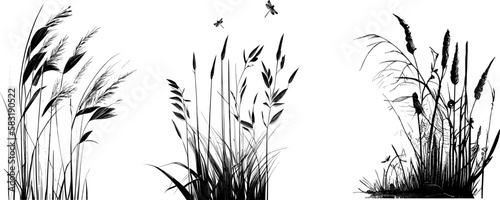Image of a silhouette reed or bulrush on a white background.Monochrome image of a plant on the shore near a pond. photo