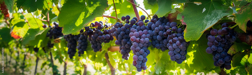 custom made wallpaper toronto digitalRipe grapes on the branches in the garden. Generative AI,
