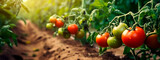 Harvest tomatoes in the garden. Generative AI,