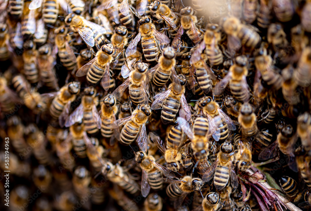 Honey bees. Honey bees.
