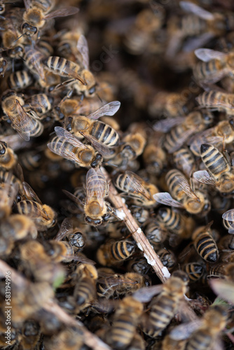 Honey bees. © Ordasi  Tatyjana