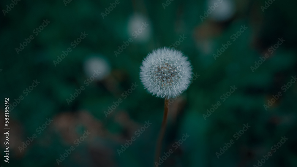 A faded dandelion with blurred background A faded dandelion with blurred background