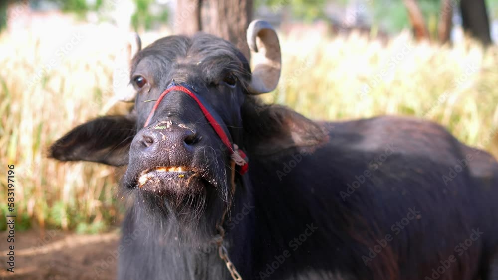 Close up of Indian buffalo chewing the cud while white foam on Mouth
