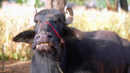 Close up of Indian buffalo chewing the cud while white foam on Mouth. Asian female buffalo with big horns in village. Domestic animals grazing in the field. photo