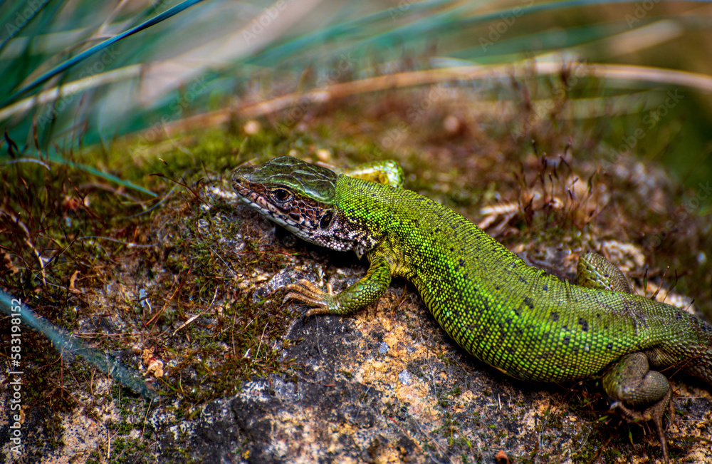 The European green lizard (Lacerta viridis) The European green lizard (Lacerta viridis)