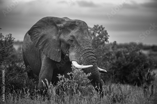 Grayscale of a giant elephant with white tusks in the middle of a safari on an isolated background