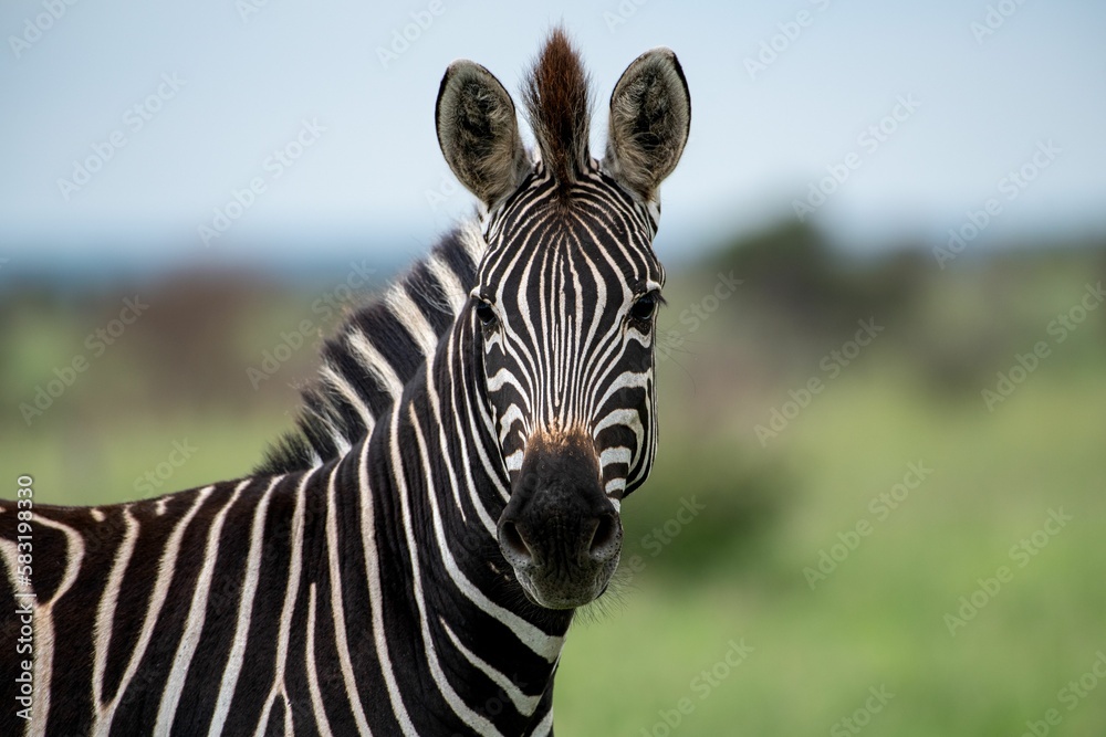 Naklejka premium Beautiful shot of a zebra in a field during the day
