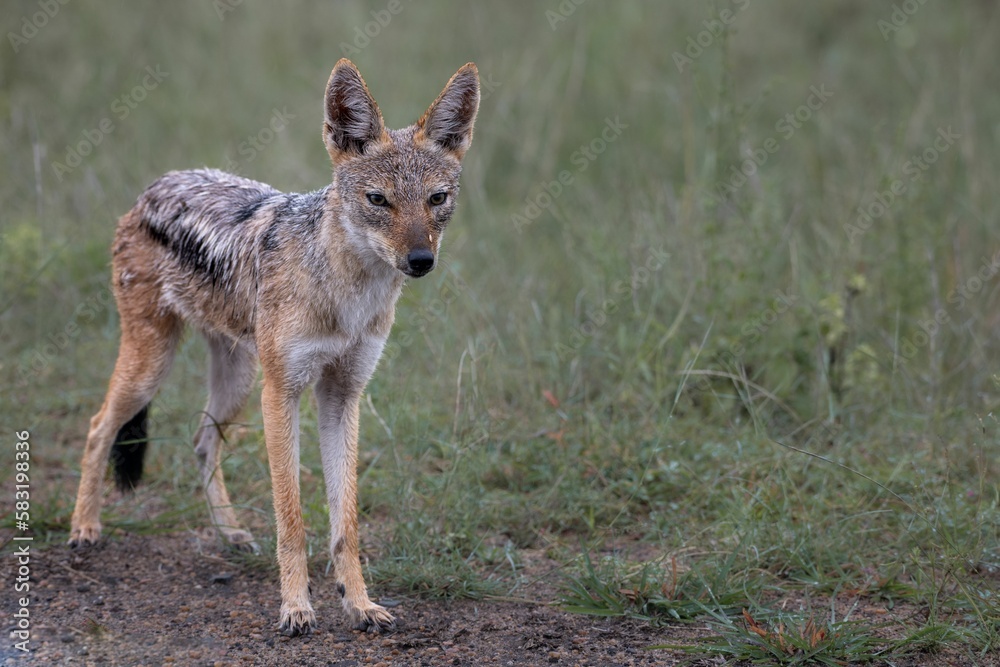 Beautiful shot of a silver-backed jackal in a field during the day