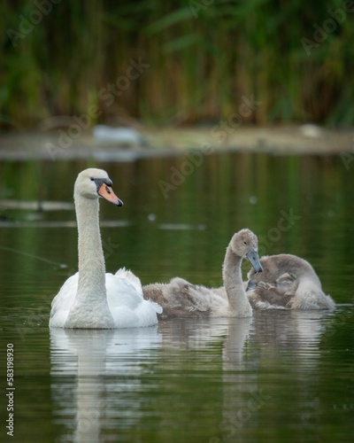 Vertical view of a Mute swan swimming in the water with her babies