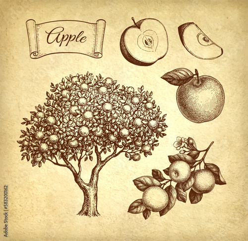 Apple set ink sketches.