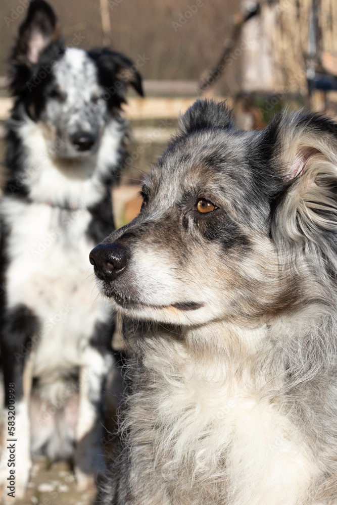 Australian Shepherd mit Border Collie in der Frühlingssonne Australian Shepherd mit Border Collie in der Frühlingssonne
