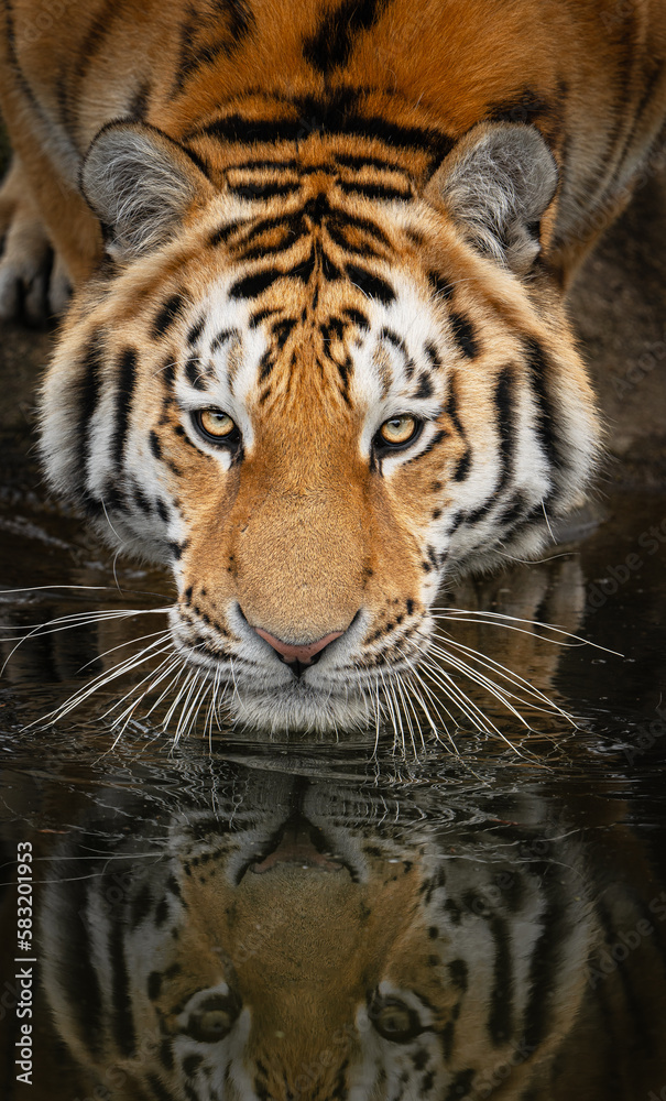 Fototapeta premium Siberian tiger