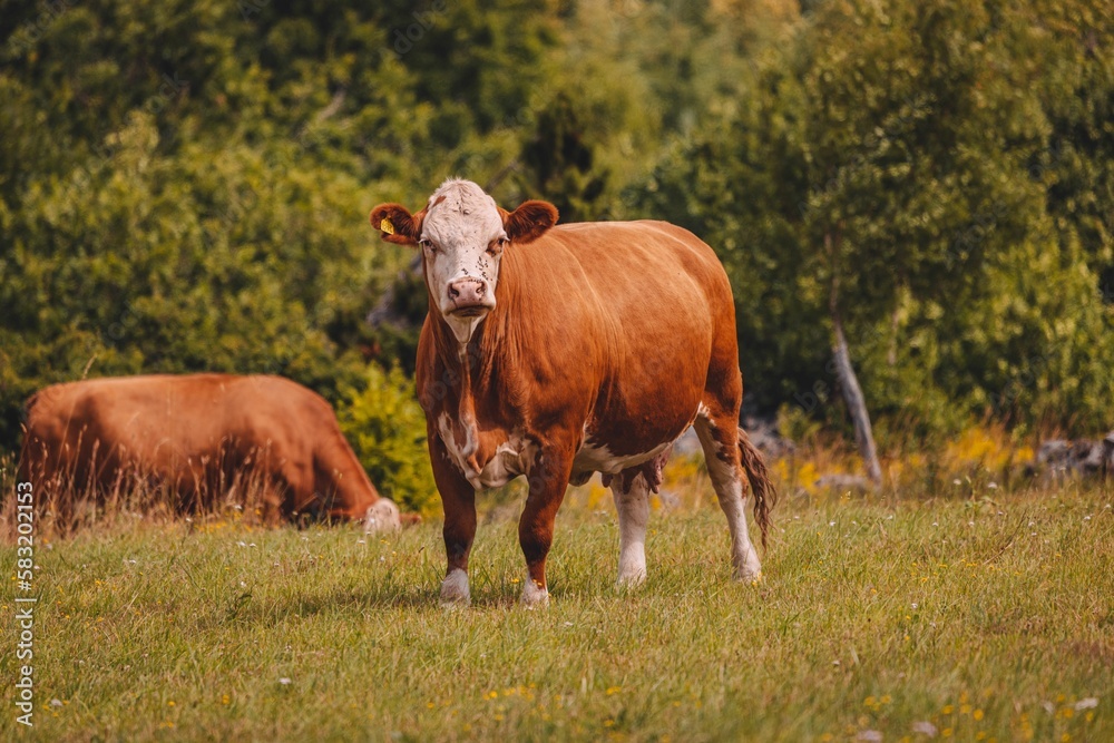 Brown white headed cow standing at the farm on a sunny day Brown white headed cow standing at the farm on a sunny day