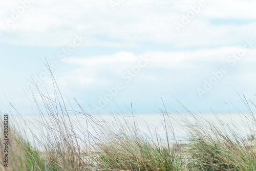 dune at the sea with grasses grass