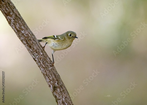 Selective focus shot of a white-eyed vireo bird perched on a wooden branch