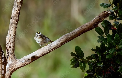 Golden-crowned kinglet perched on a tree branch.