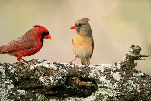 Close-up of a male and female Red cardinal (Cardinalis cardinalis) birds looking aside
