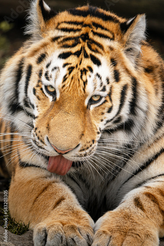 Fototapeta Naklejka Na Ścianę i Meble -  Siberian tiger