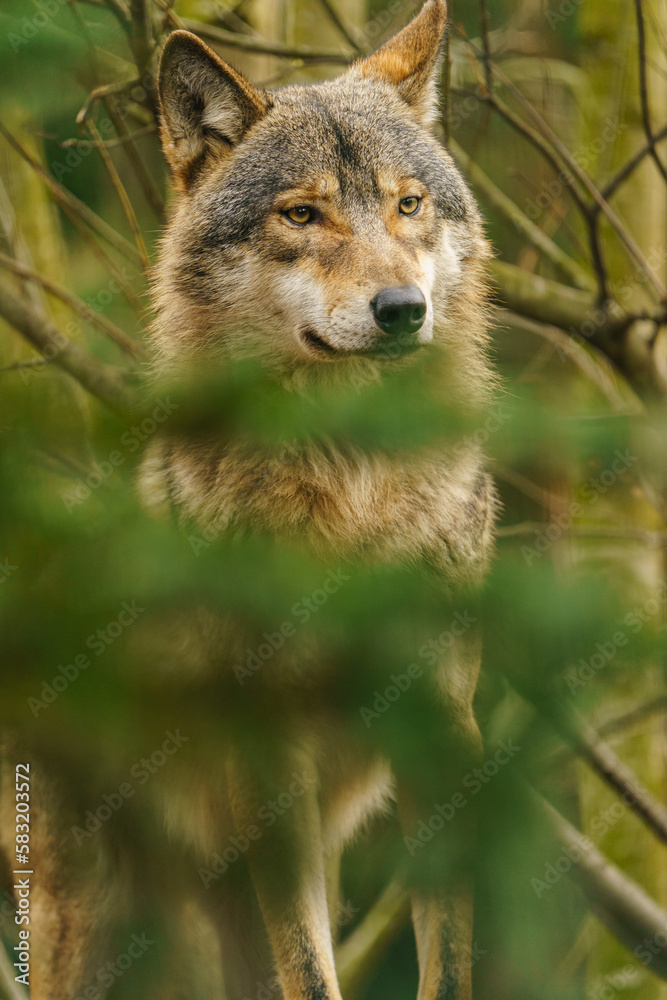 Fototapeta premium Grey wolf