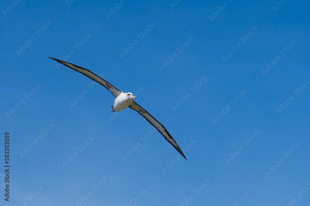 Shy albatross, mollymawk flying high in the blue sky with its wings wide open Shy albatross, mollymawk flying high in the blue sky with its wings wide open