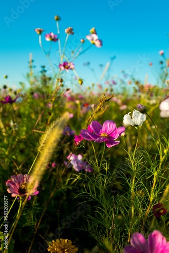 Fototapeta Naklejka Na Ścianę i Meble -  Closeup of growing meadow flowers