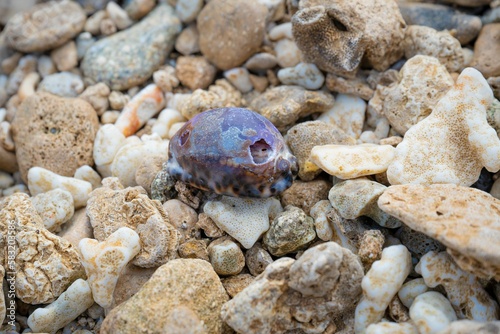 Closeup of a colorful shell on the rocks at a beach