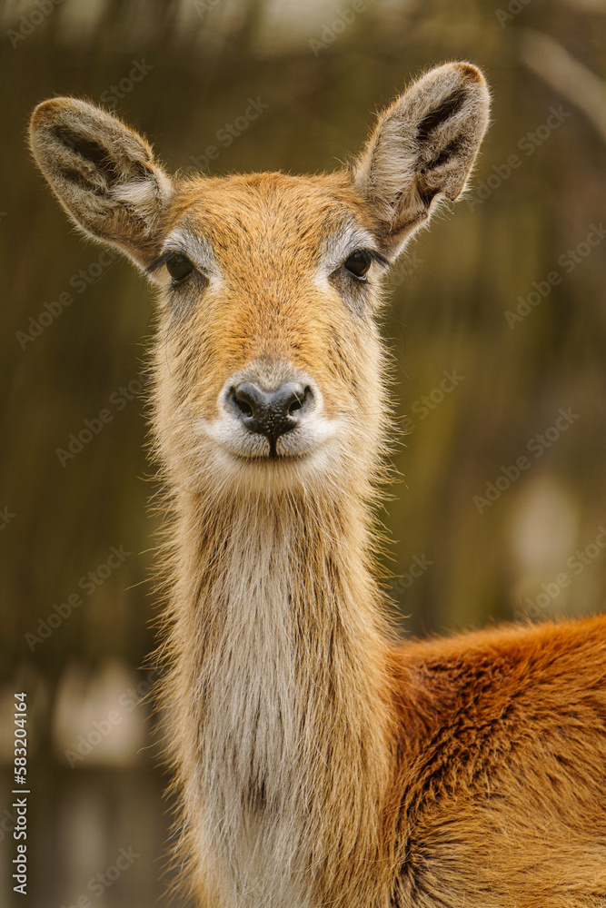 Lechwe