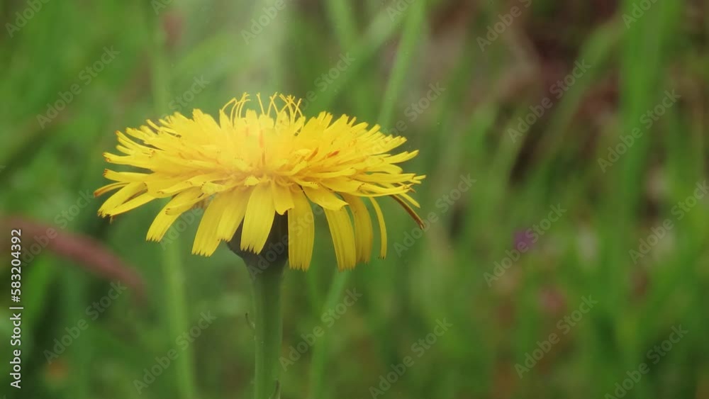 Wild yellow flower. Sunlight effects. Wild yellow flower. Sunlight effects.