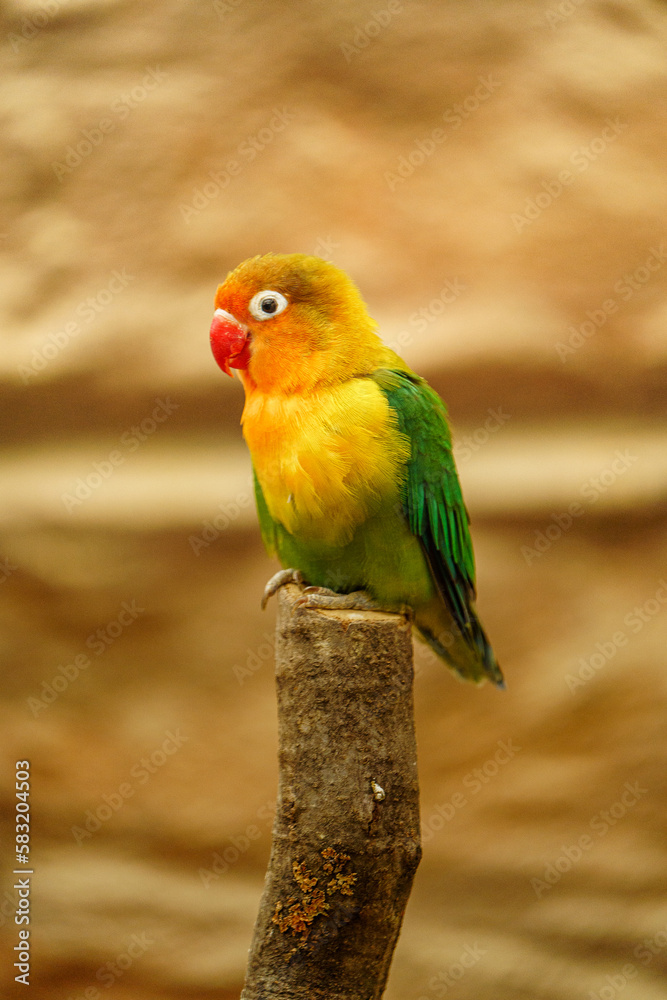 Fischer's lovebird