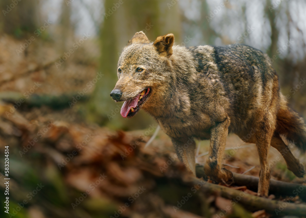 Fototapeta premium Iberian wolf