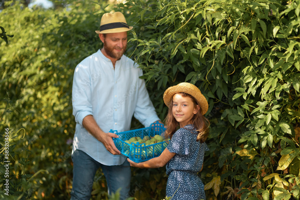 © _KUBE_ - Smiling father in a straw hat gives to a daughter a box with a passion fruit harvest in her hands. Family work together in the garden. The concept of harvesting and local farming