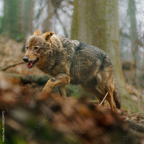 Iberian wolf © Josef