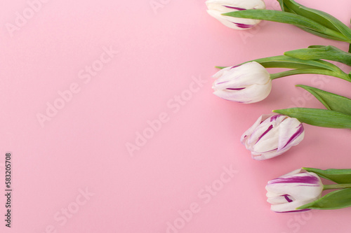 Bright colorful tulips lie on a pink background. With space for placement. Top view flat