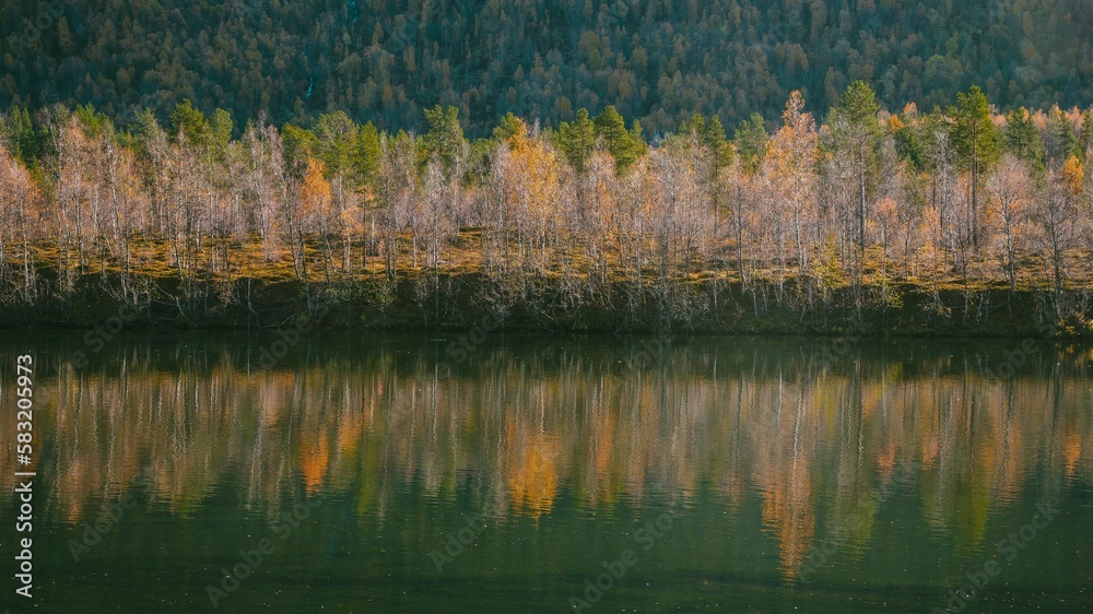 Thick pine tree forest reflecting on a lake