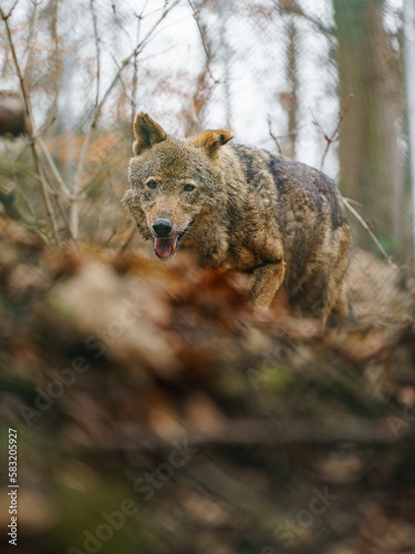 Iberian wolf