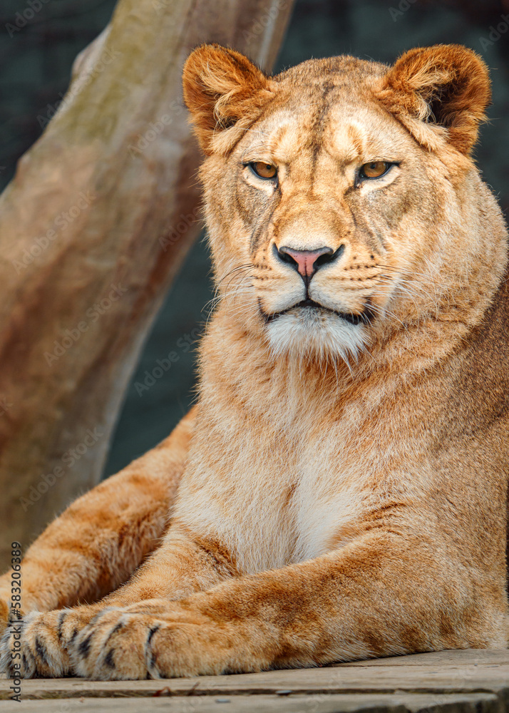 Fototapeta premium North African lion