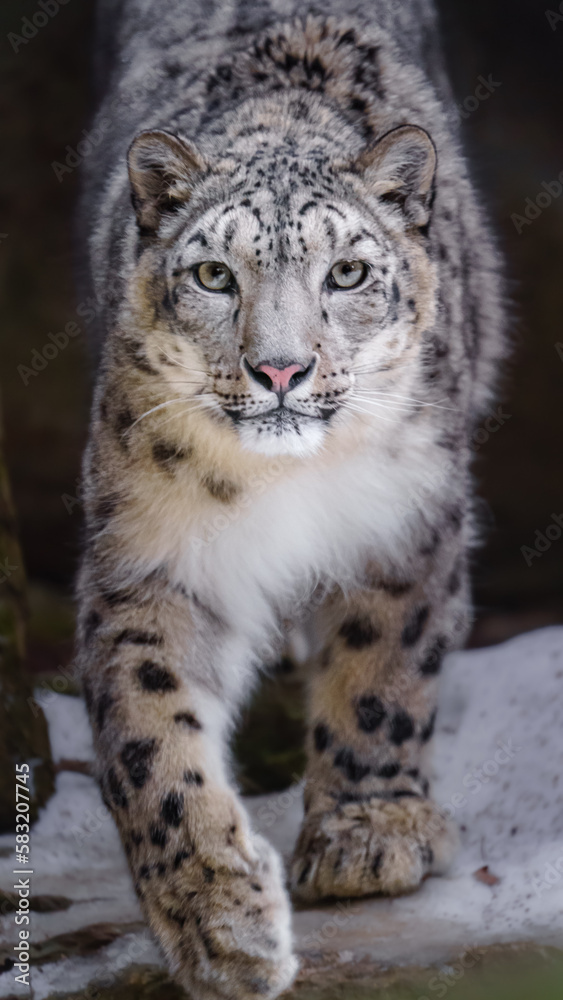 Fototapeta premium Snow leopard