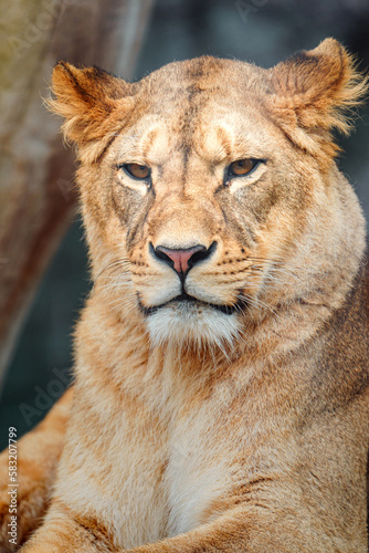 North African lion © Josef