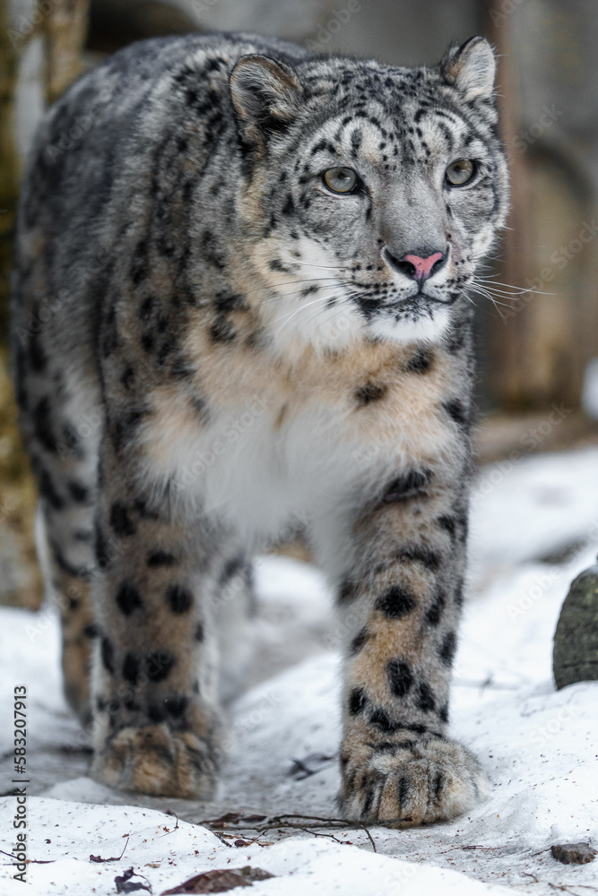 Snow leopard