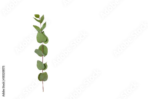 Green eucalyptus leaves isolated on white background, ideal for design, fresh summer