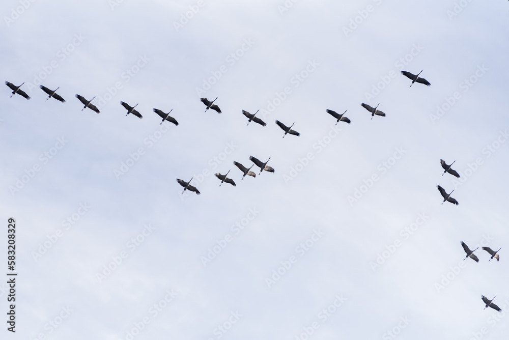Migratory cranes fly in flocks to southern countries