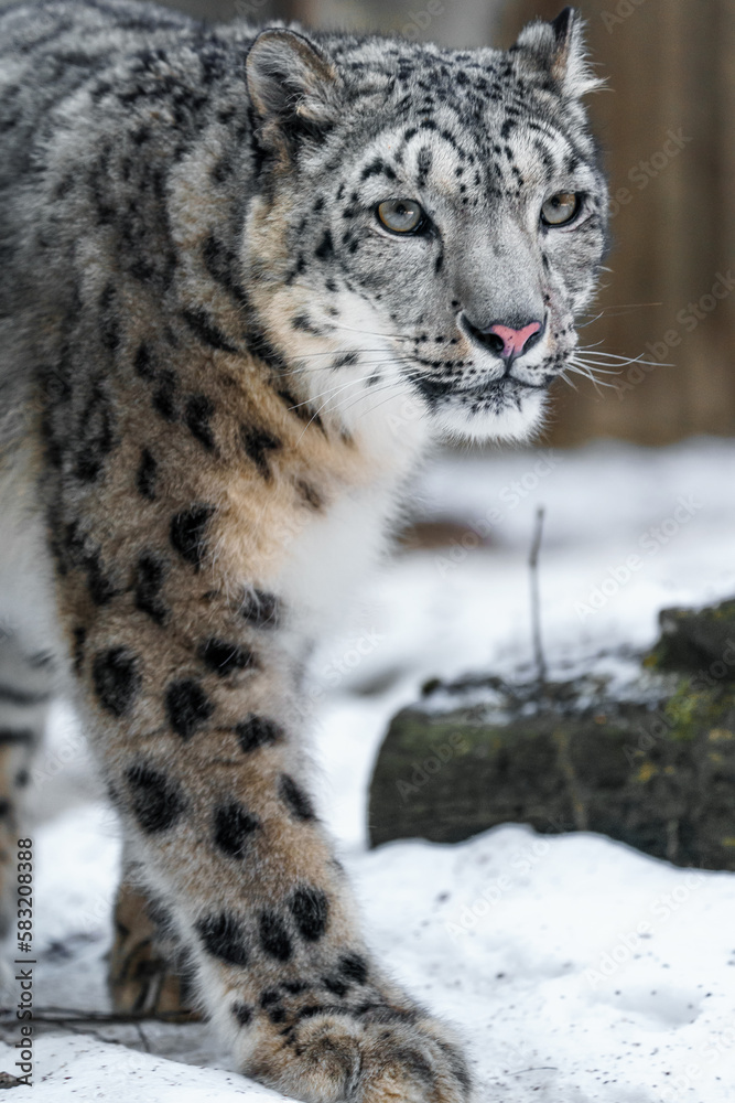 Snow leopard Snow leopard