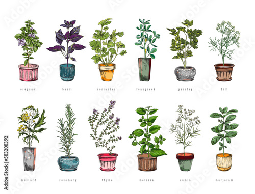 Organic culinary herbs plants in pots set sketch vector illustration isolated.